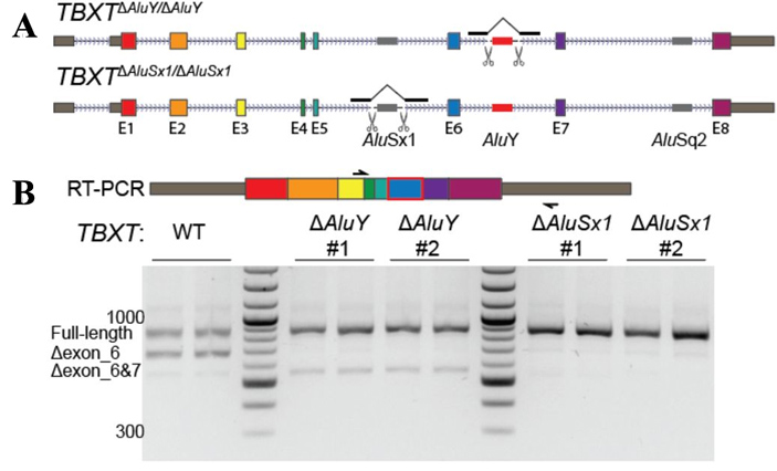 Рис. 4. Экспериментальная проверка гипотезы о влиянии мобильных элементов в интронах гена TBXT на сплайсинг его РНК