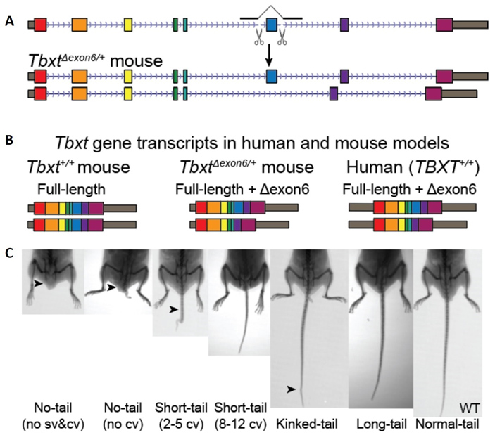 Рис. 5. Проверка влияния альтернативного сплайсинга на формирование фенотипа