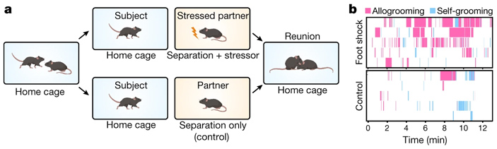 Рис. 2. Схема эксперимента, показавшего, что тестируемая мышь (subject) намного чаще использует аллогруминг