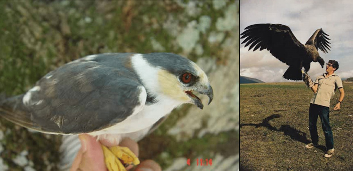 Жемчужный коршун-крошка и черный гриф