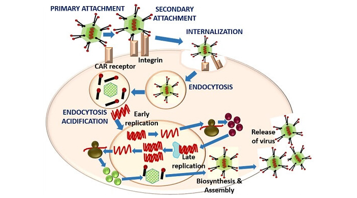 Рис. 2. Основные стадии жизненного цикла аденовируса