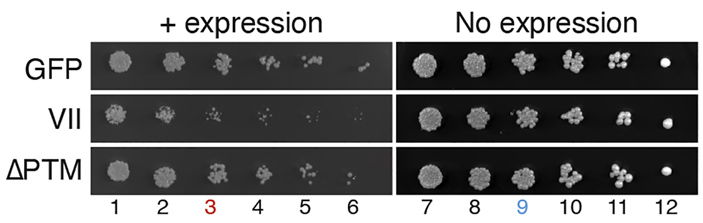 Рис. 3. Белок VII аденовируса подавляет деление клеток дрожжей