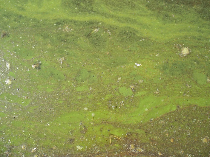 Рис. 2. Цианобактерии в пруду