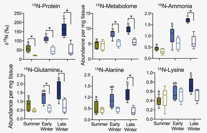 Рис. 4. Концентрация меченых изотопов азота 15N в различных азотсодержащих соединениях в печени сусликов