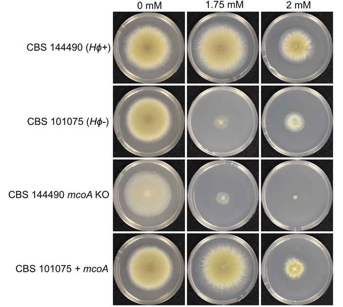 Рис. 3. Результаты эксперимента по проверке эффективности HEPHAESTUS в защите от металлов на примере меди