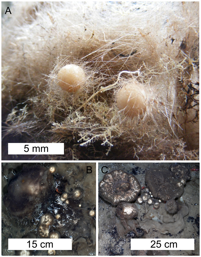 Рис. 2. Молодые (недавно отпочковавшиеся) губки в поднятой со дна пробе