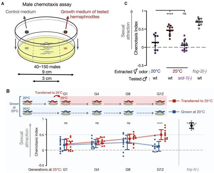 Рис. 2. Эксперименты по определению секреции феромонов гермафродитами и реакции самцов на эти вещества