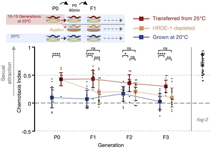 Рис. 4. Схема и результаты экспериментов по оценке роли гена HRDE-1 в эпигенетическом наследовании