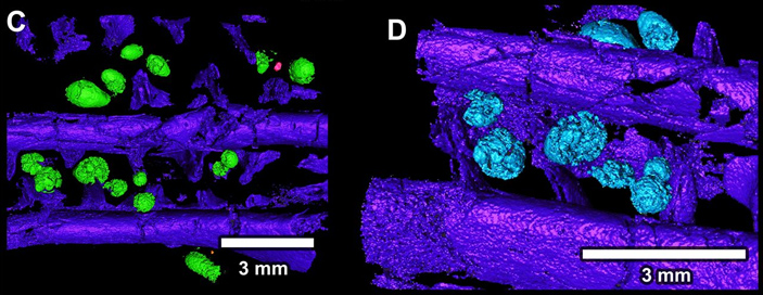 Рис. 2. Импактные сферулы (микротектиты), застрявшие в жаберных тычинках веслоноса