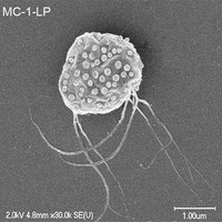 Magnetococcus marinus