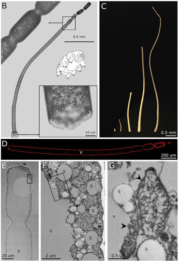 Рис. 3. Внешнее и внутреннее строение клетки Thiomargarita magnifica