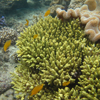 Коралл Acropora cf. tenius, ставший объектом исследования в обсуждаемой работе