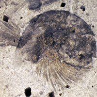 Рис. 1. Внутренние слепки раковин и внешние отпечатки поверхности раковины раннекембрийского моллюска Pelagiella