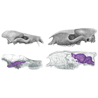 Сравнение относительных размеров мозга арктоциона и гирахиуса