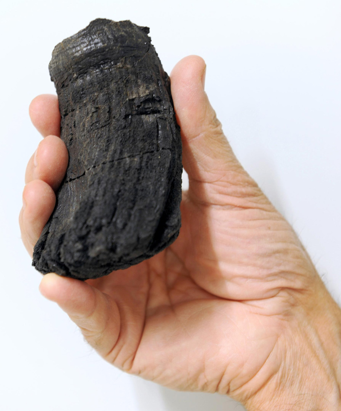 Корень зуба гигантского ихтиозавра