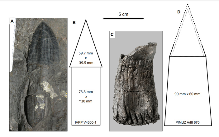 Сравнение размеров зуба гималайязавра и швейцарского ихтиозавра