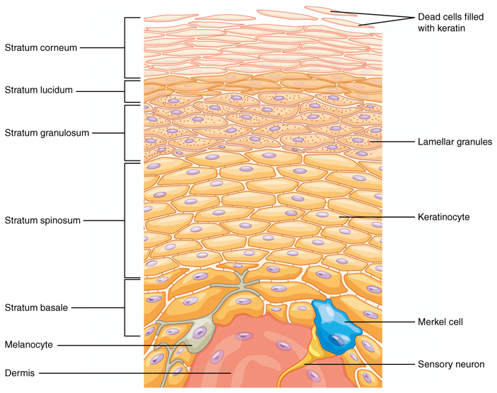 Рис. 2. Строение эпидермиса