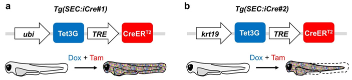 Рис. 4. Генетические конструкции в родительских линиях рыбок данио