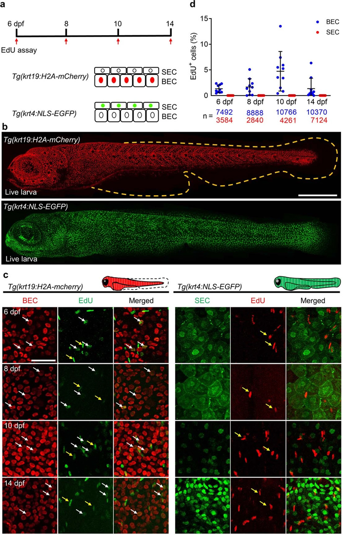 Рис. 7. В поверхностных клетках эпителия отсутствует репликация ДНК