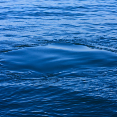 Китовый след