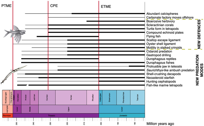 Хронология появления новых стратегий защиты и нападения среди морских животных
