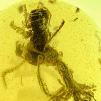 Адский муравей с добычей