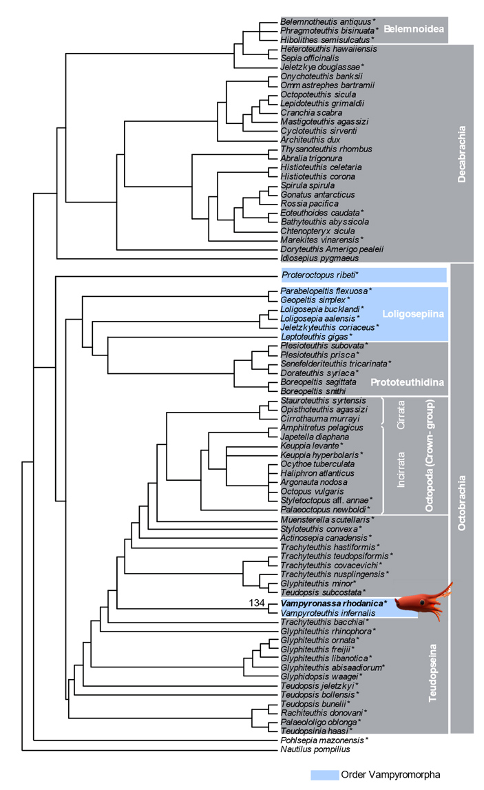Рис. 5. Предлагаемое авторами филогенетическое дерево колеоидей и предполагаемое место Vampyronassa и Proteroctopus на нем