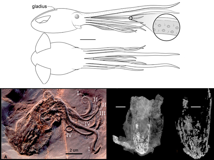 Рис. 6. Proteroctopus ribeti