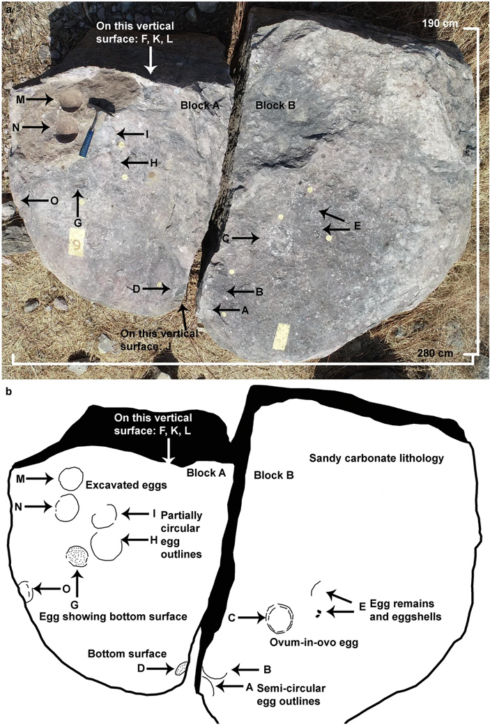 Фотография и прорисовка гнезда P7