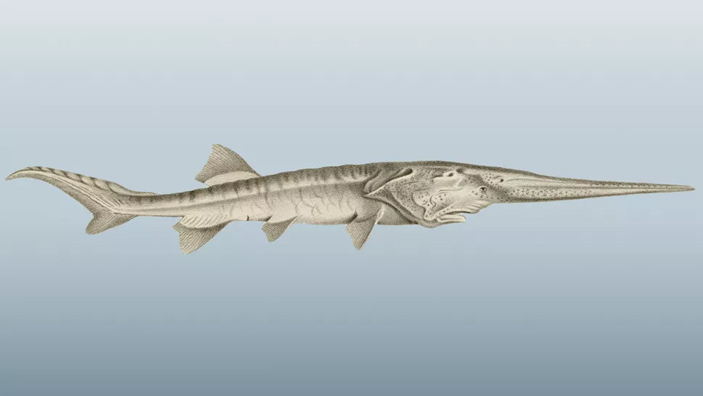 Рис. 1. Китайский веслонос (Psephurus gladius)
