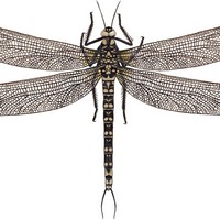 Meganeurites gracilipes