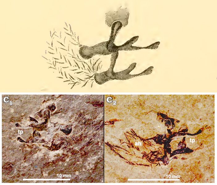 Рисунок загадочных «челюстей» фрагмотеутиса и их современное фото
