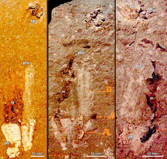 Отпечатки фрагмотеутисов из местонахождения Cave del Predil