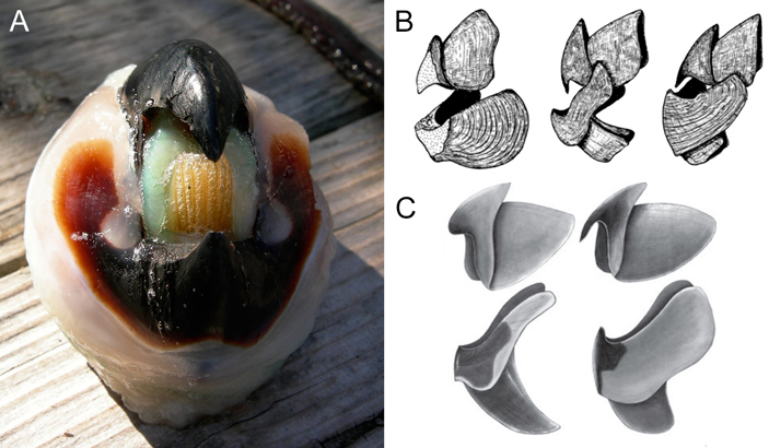 Челюсти колеоидей