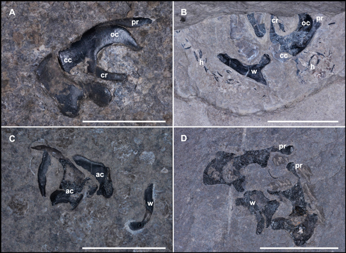 Подробные фото загадочных «челюстей» фрагмотеутисов
