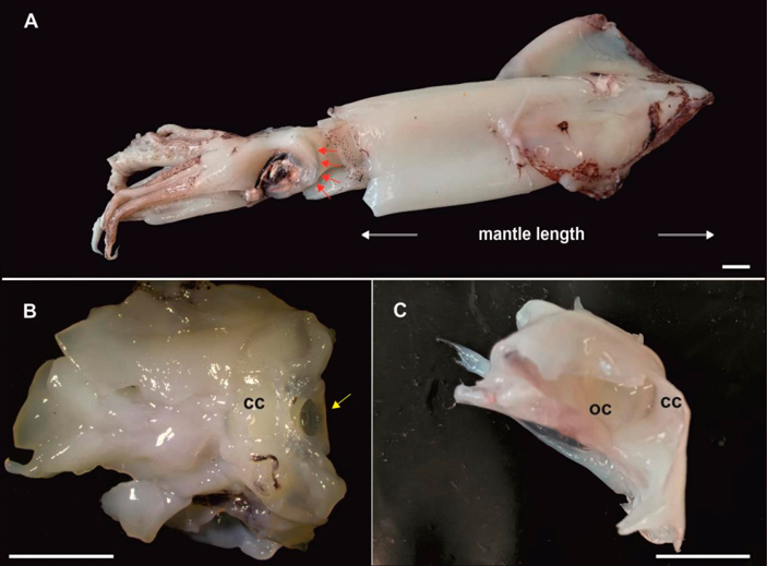 Головной хрящ современного кальмара рода Loligo