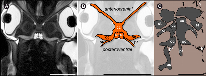 Результат магнитно-резонансной томографии головы современной каракатицы Sepia