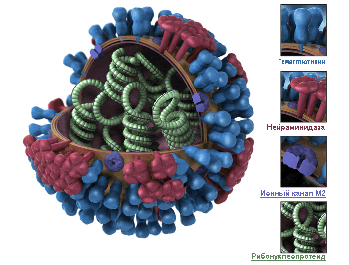 Рис. 4. Строение вируса гриппа