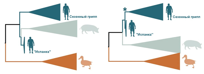 Рис. 5. Две возможные реконструкции эволюции вируса «испанки»