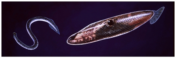 Рис. 2. Каменноугольный тифлоэз в образе пожирателя конодонтофорид