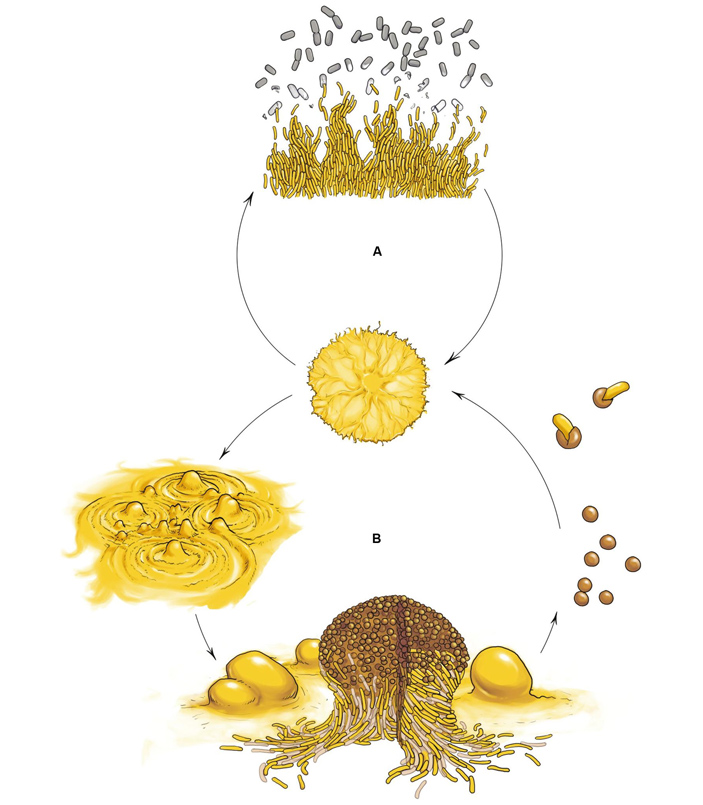 Рис. 4. Миксобактерии также обладают агрегативной многоклеточностью