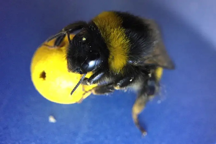 Шмели не прочь повозиться с деревянными шариками