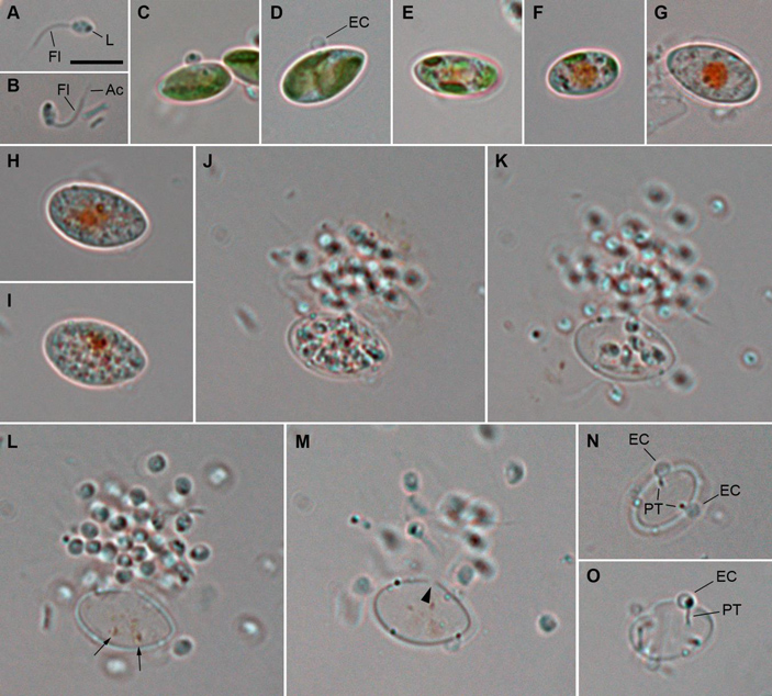Жизненный цикл еще одного представителя афелид, Aphelidium collabens
