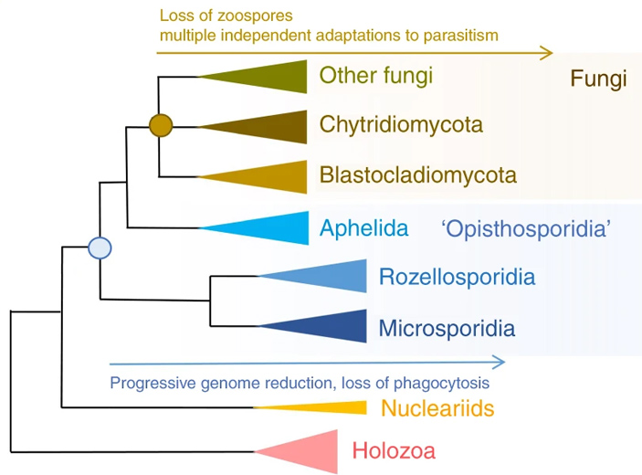 Филогенетическое дерево опистоконтов