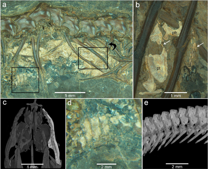Окаменевшие остатки эмбрионов в теле матери