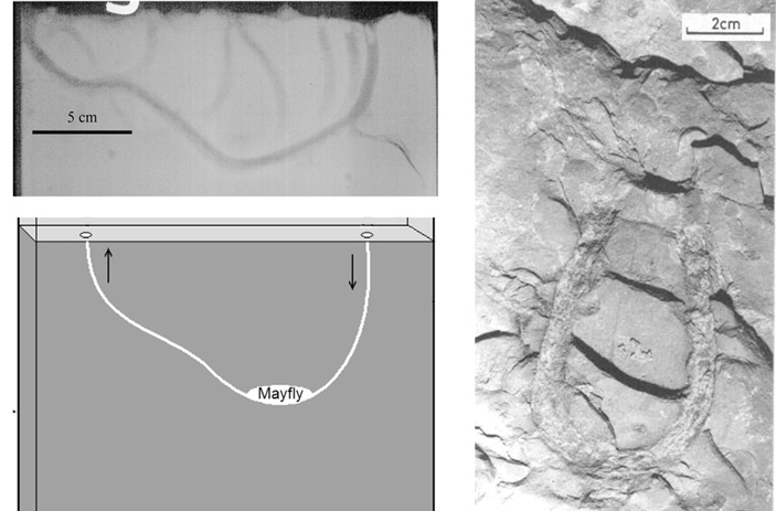 Рис. 4. U-образная норка личинки североамериканской поденки Hexagenia