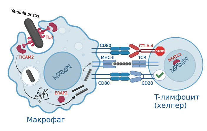 Рис. 4. Упрощенная схема «переваривания» возбудителя чумы макрофагами и презентации оставшихся от него пептидов лимфоцитам