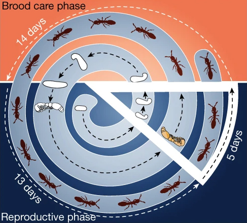 Жизненный цикл колонии O. biroi