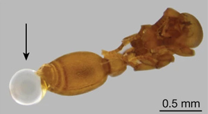 Поздняя куколка O. biroi выделяет каплю жидкости