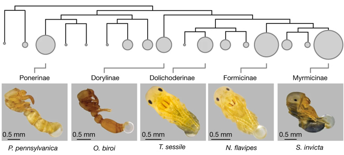 Филогенетическое дерево подсемейств муравьев